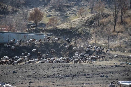 Şırnaklı konarg&ouml;&ccedil;er besiciler bereketli bir d&ouml;nem ge&ccedil;iriyor
