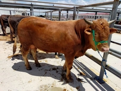 Sivas&rsquo;da kurban pazarı bu yıl Kovalı Mevkii&rsquo;nde kurulacak
