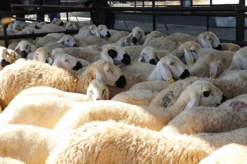 Sivas&rsquo;ta 6 şanslı yetiştirici koyun ve ko&ccedil;larına kavuştu
