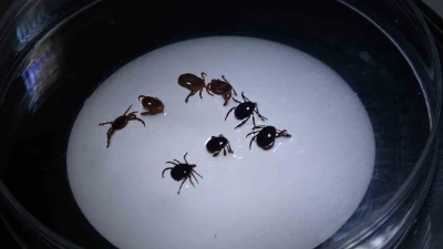 Sivas&rsquo;ta 8 kişiye KKKA tanısı konuldu, 1 kişi hayatını kaybetti
