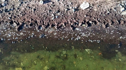 Sivas&rsquo;ta korkutan g&ouml;r&uuml;nt&uuml;, y&uuml;zlerce balık telef oldu
