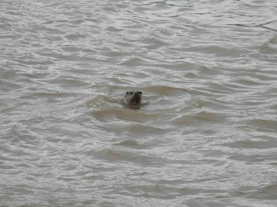 Sivas&rsquo;ta nesli tehdit altındaki su samuru g&ouml;r&uuml;nt&uuml;lendi
