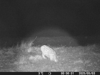 Sivas&rsquo;ta vahşi yaşam b&ouml;yle g&ouml;r&uuml;nt&uuml;lendi
