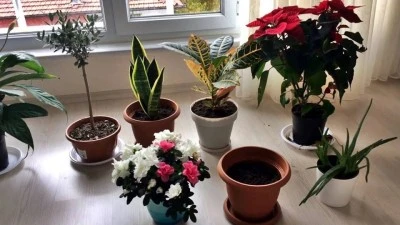 Soğuk havalarda &ccedil;i&ccedil;eklerinizin solmasını istemiyorsanız bu uyarıları dikkate alın