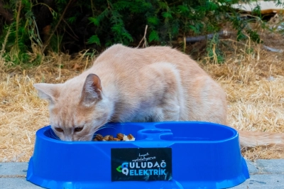 Sokak Hayvanlarına Sevgi ve Enerjiyle Destek