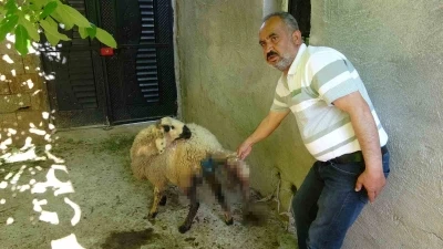 Sokak k&ouml;pekleri k&ouml;yl&uuml;lerin hayvanlarına saldırdı
