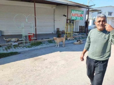 Sokak k&ouml;pekleri tehlike sa&ccedil;ıyor
