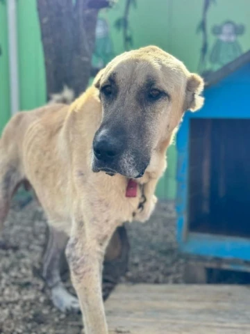 Sokak k&ouml;peklerinin kaldıkları kul&uuml;beleri onardılar