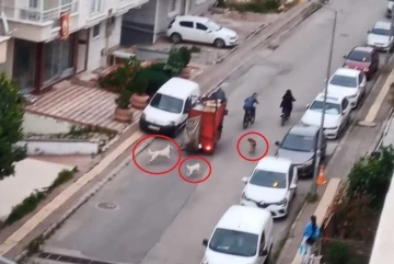 Sokakta k&ouml;pek &ccedil;etesi
