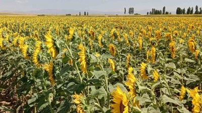 S&ouml;ke&rsquo;de buğday hasadı sonrası ay&ccedil;i&ccedil;eği ekimine destek
