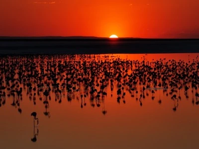 Son 5 yılın en y&uuml;ksek yavru flamingo sayısına ulaşılan Tuz G&ouml;l&uuml;&rsquo;nde eşsiz g&ouml;r&uuml;nt&uuml;ler