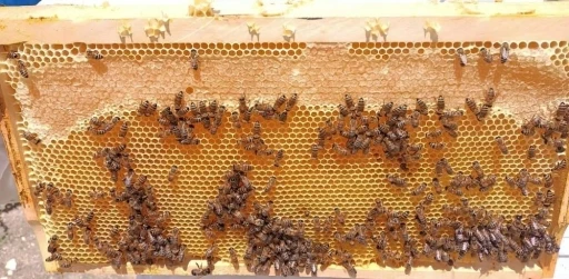 &rsquo;Son yıllarda doğal yaşam alanlarına insanların m&uuml;dahalesi, tozlayıcı arı t&uuml;rlerinin sayısını azalttı&rsquo;
