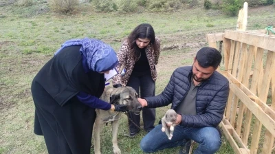 Sosyal medyada lin&ccedil; edilmişti, o k&ouml;peğin sahibi konuştu
