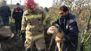 İneg&ouml;l'de 4 g&uuml;n kuyuda mahsur kalan kuzuyu itfaiye ekipleri kurtardı