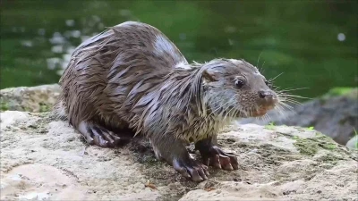 Su samuru avladığı yengeci yerken g&ouml;r&uuml;nt&uuml;lendi
