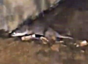 Su samurunu g&ouml;r&uuml;nt&uuml;leyen vatandaş: "Yaradan'a kurban olayım"