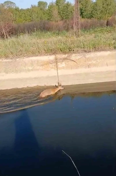 Sulama kanalına d&uuml;şen karaca vatandaşlar tarafından kurtarıldı
