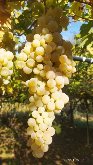 Sungurlu Beyaz&rsquo;ına uluslararası inceleme
