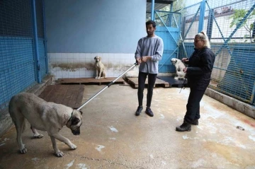 S&uuml;r&uuml; halinde dolaşan sokak k&ouml;peklerinden korunma t&uuml;yoları
