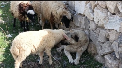S&uuml;r&uuml;n&uuml;n sessiz koruyucusu, kalpleri fethetti
