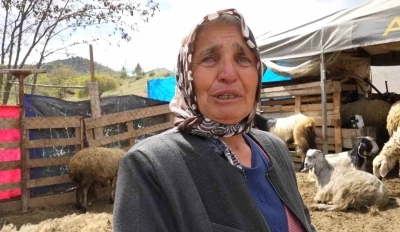 S&uuml;r&uuml;s&uuml;n&uuml; kurtlara kaptıran kadın g&ouml;zyaşlarını tutamadı: "Hepsi evladım gibiydi"
