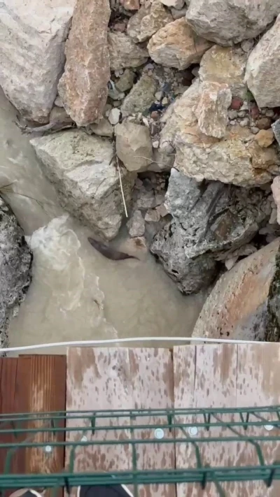 Tağar &Ccedil;ayında su samurları g&ouml;r&uuml;nt&uuml;lendi
