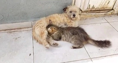 Tar&ccedil;ın adlı dişi k&ouml;pek kedilere annelik yapıyor
