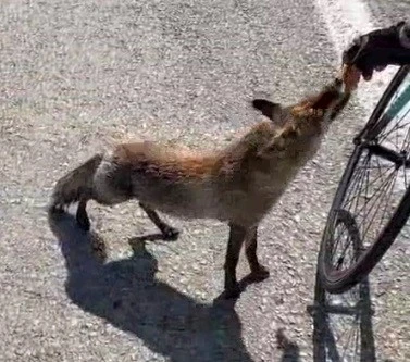 Tarihi yarımadanın maskotu olan tilki, sporcunun elinden beslendi
