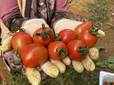 Tarım Antalya&rsquo;yı ihracatta sırtladı: Yaş meyve sebzede y&uuml;zde 17,7 artış
