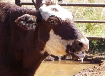 Tarım ve Orman Bakanlığı'ndan 'şap hastalığı' a&ccedil;ıklaması