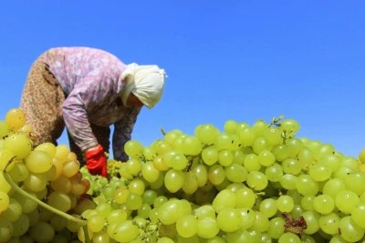 TARİŞ kuru &uuml;z&uuml;m avans fiyatını belirledi