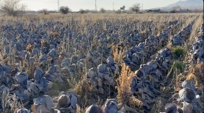 Tarlada 5 lira, Bursa pazarlarında 80 lira