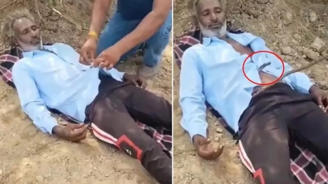 Tarlada uyudu, kobrayla uyandı