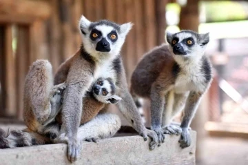 Tarsus Doğa Parkı&rsquo;nın yeni &uuml;yeleri g&ouml;r&uuml;c&uuml;ye &ccedil;ıktı
