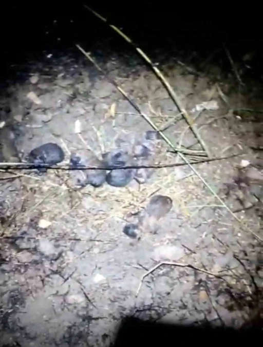 Tarsus&rsquo;ta yavru k&ouml;pekler alevlerden kurtarıldı
