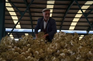 Taşk&ouml;pr&uuml; Sarımsağı pazara indi: 20 ile 45 TL arasında alıcı buluyor
