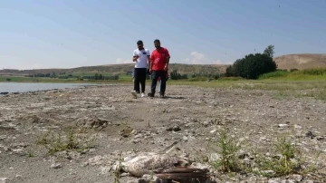 Tatvan&rsquo;da martı &ouml;l&uuml;mleri
