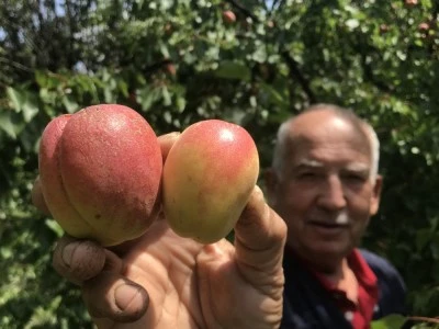 Tazesi 100 kurusu bin lira