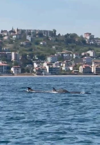 Tekirdağ a&ccedil;ıklarında yunus s&uuml;r&uuml;s&uuml; g&ouml;r&uuml;nt&uuml;lendi
