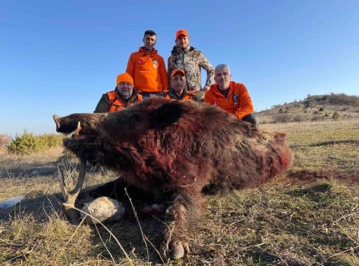 Tekirdağ&rsquo;da avlanan 250 kiloluk yaban domuzu b&uuml;y&uuml;kl&uuml;ğ&uuml;yle şaşırttı
