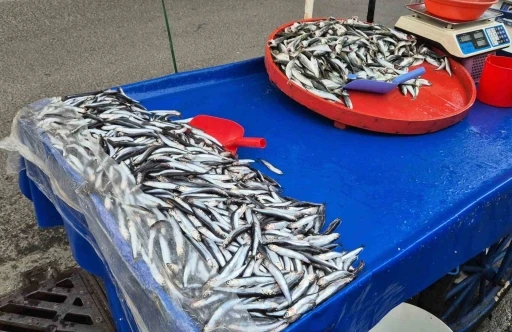 Tekirdağ&rsquo;da hamsi 150 lira, istavrit 100 lira
