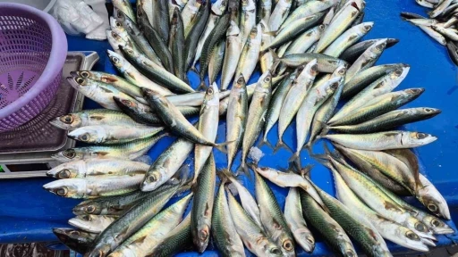 Tekirdağ&rsquo;da uskumru, istavrit ve mezgidin kilosu 100 liradan satılıyor
