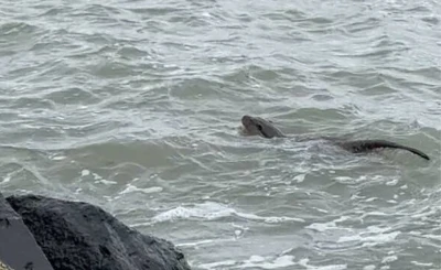 Tekirdağ kıyılarında su samuru g&ouml;r&uuml;nt&uuml;lendi
