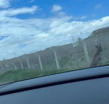 Tel &ouml;rg&uuml;ler arasında mahsur kalan karaca ne tarafa ka&ccedil;acağını bilemedi
