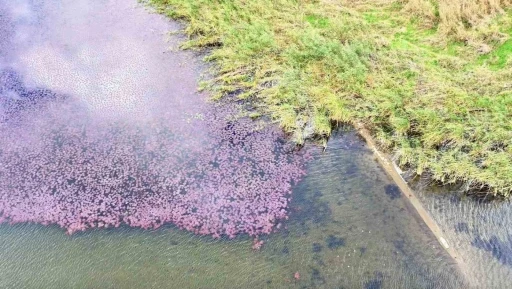 Terkos G&ouml;l&uuml;&rsquo;nde mest eden manzara: &Ccedil;i&ccedil;ekler g&ouml;l&uuml;n yarısını pembeye boyadı
