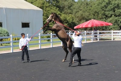 TİGEM'de 23 milyon liralık tay satışı 
