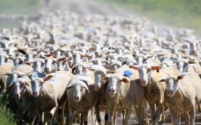 TİGEM Karacabey, hem &uuml;reticiye hem ekonomiye katkı sunuyor