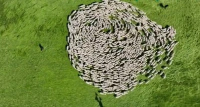 TİGEM Karacabey merası bu şekilde g&ouml;r&uuml;nt&uuml;lendi 