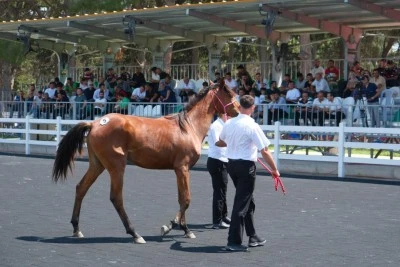  TİGEM tay satışı ve koşulardan bu yıl 500 milyon lira gelir bekliyor