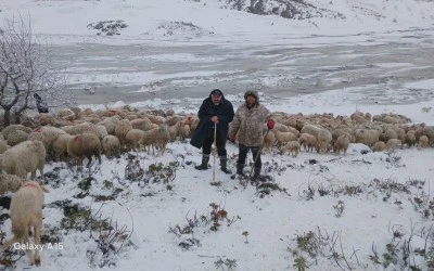  Tipi vurdu, heyelan yolu kapattı; 2 &ccedil;oban ve  650 k&uuml;&ccedil;&uuml;kbaş hayvan mahsur kaldı